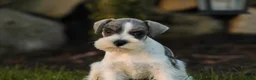 Miniature Schnauzer dogs for sale: Beauregard Miniature Schnauzer - Ad 5