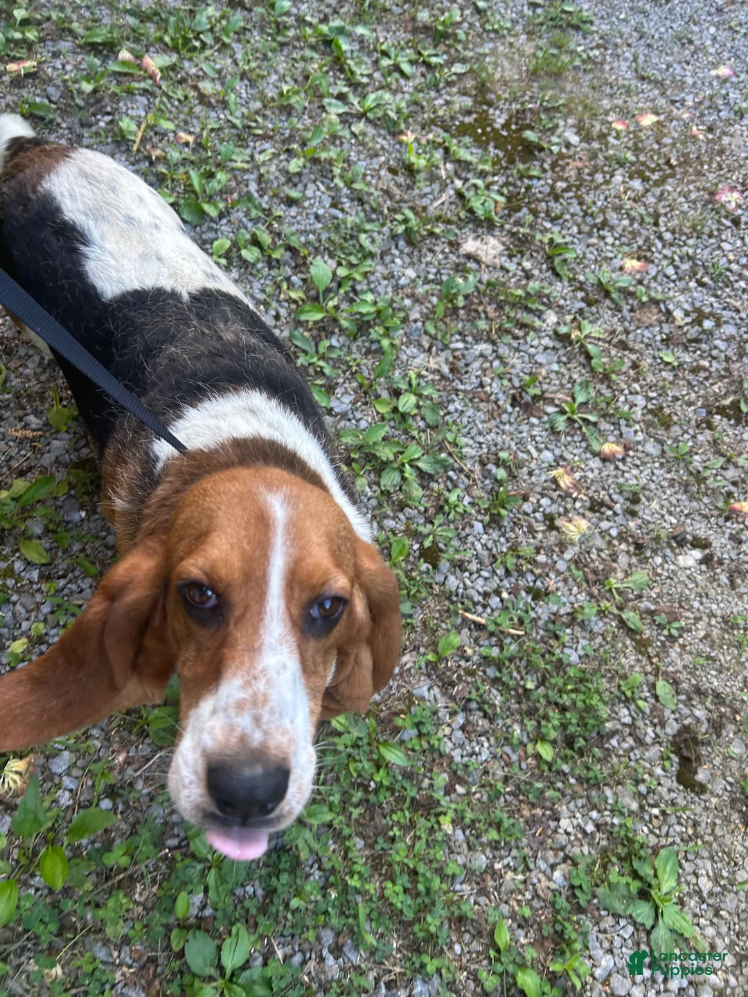 Basset Hound dogs for sale: Sister  - Ad 7