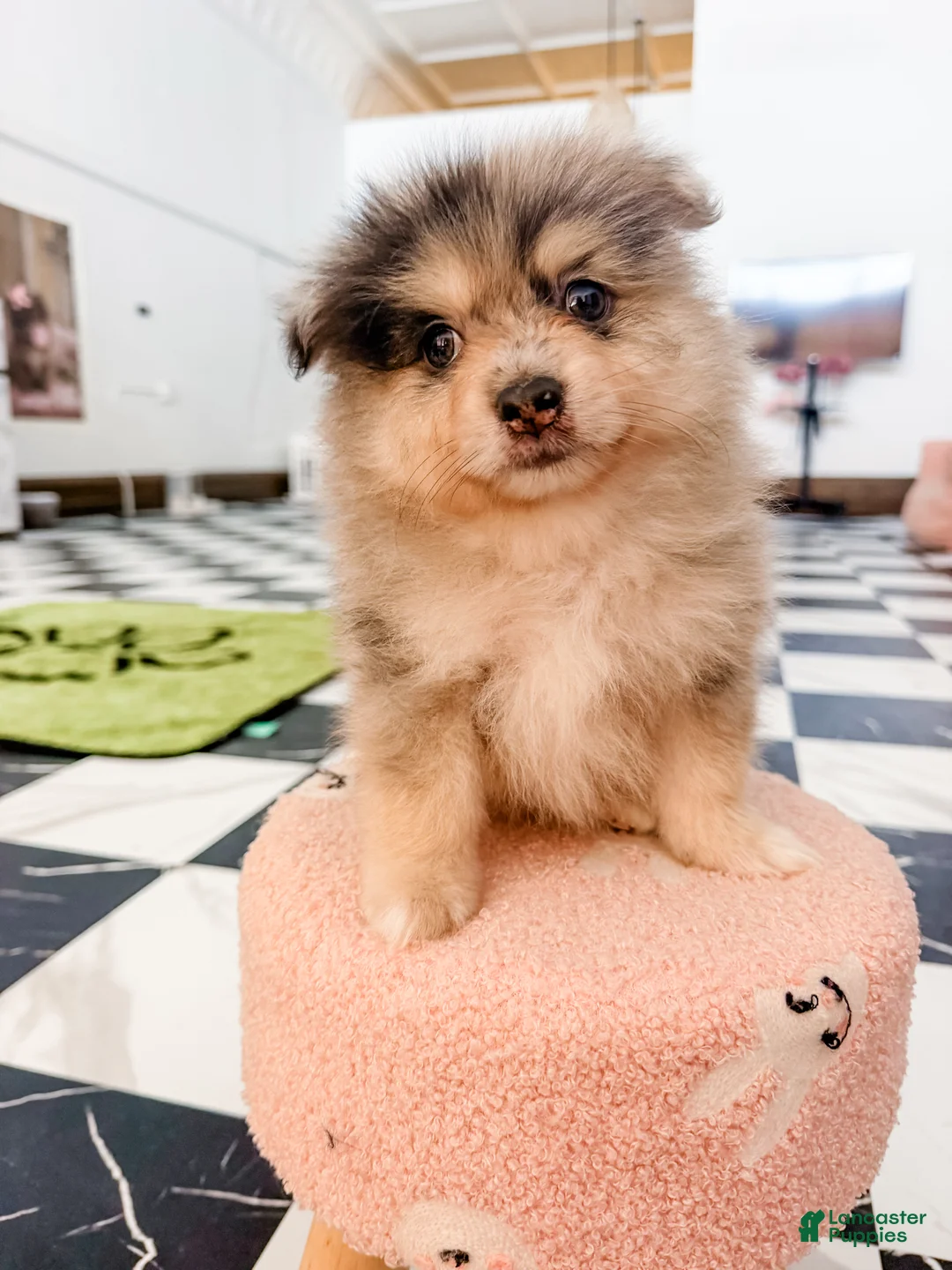 Pomeranian dogs for sale: Brutus - Ad 1