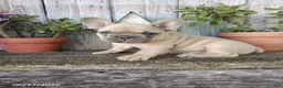French Bulldog dogs for sale: Charlie - Ad 4