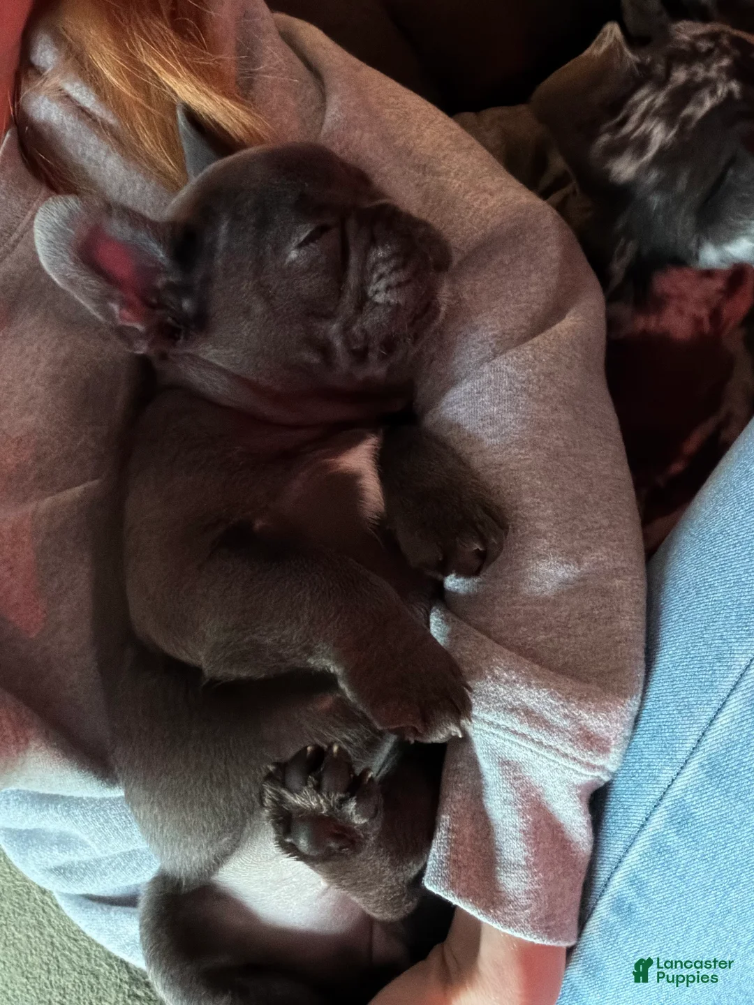 Mixed Breed dogs for sale: Olive - Ad 2