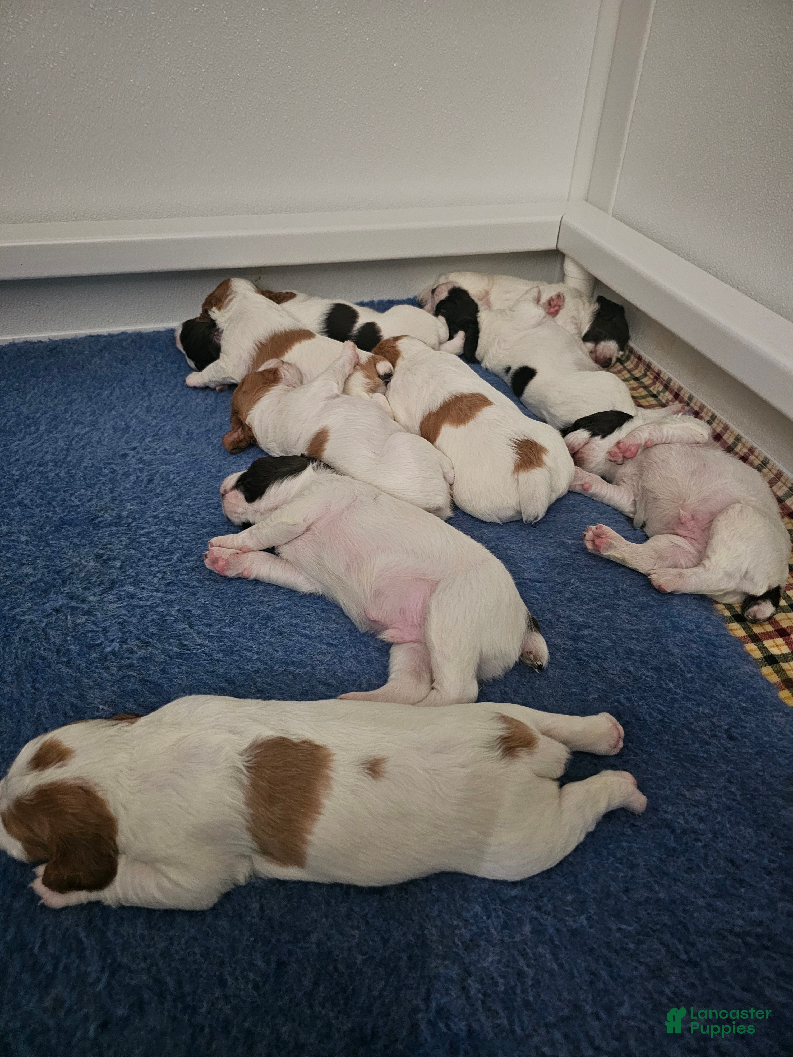 Brittany Spaniel dogs Brittany Spaniel 5 - Ad 3