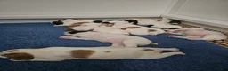 Brittany Spaniel dogs for sale: Brittany Spaniel 5 - Ad 1