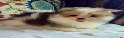 Mixed Breed dogs for sale: Designer Breed Yorkishire Terrier, Pomeranian Mix Puppy Male Ace - Ad 5