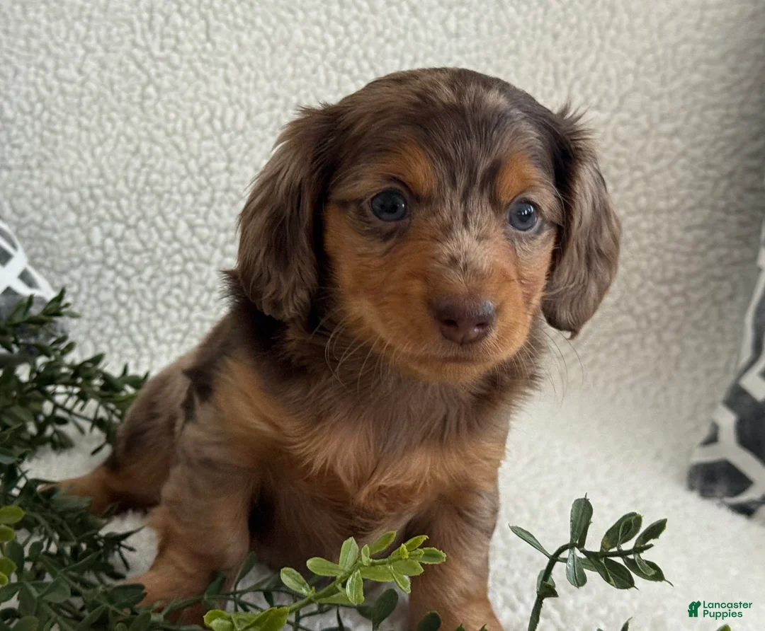 Miniature Dachshund dogs for sale: Tina - Ad 5