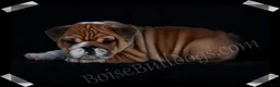 English Bulldog dogs for sale:  Helga (F) - Ad 10