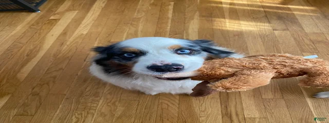 Rambo