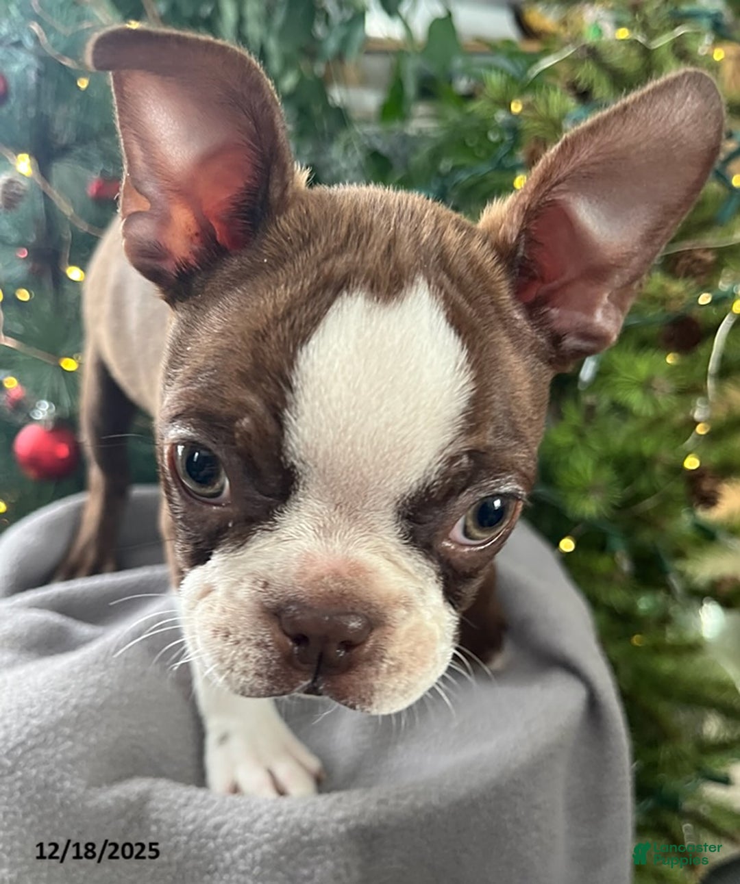 Boston Terrier dogs for sale: Hickory - Ad 4