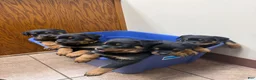Rottweiler dogs for sale: Rottweiler 6 - Ad 11
