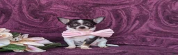 Chihuahua dogs for sale: Kiley 6 lbs Full Grown - Ad 7