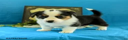 Welsh Corgi Pembroke dogs for sale: Bethany - Ad 1