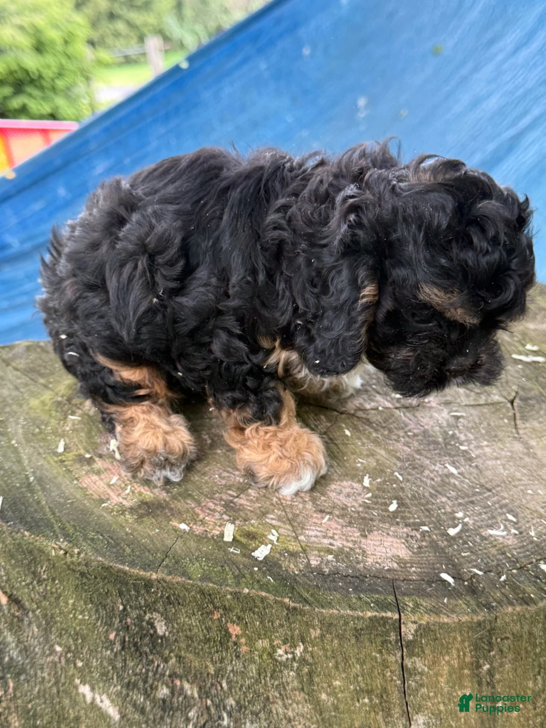 Cavapoo dogs for sale: Cavapoo Puppy 2 - Ad 9
