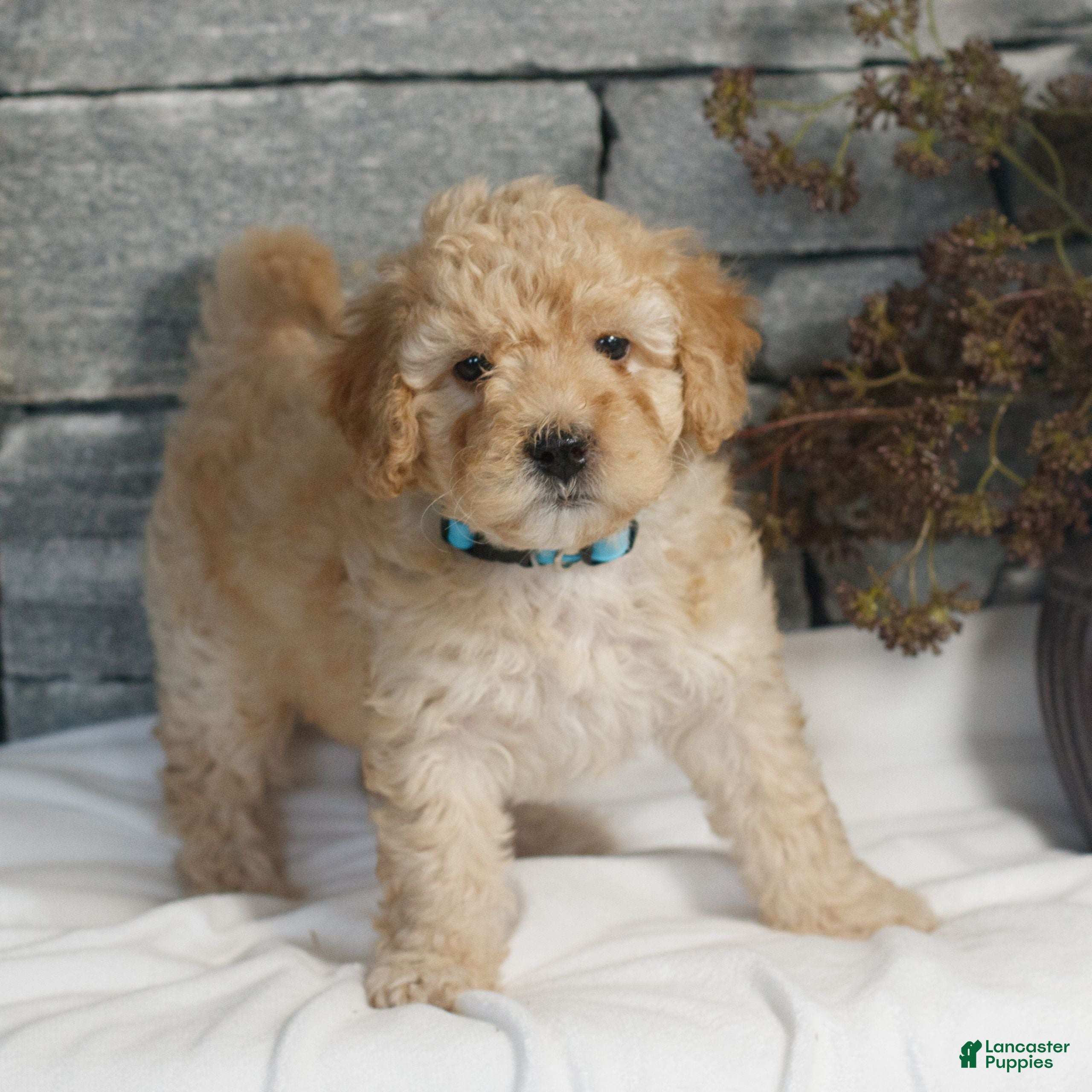 Miniature Poodle dogs Mandy  - Ad 2