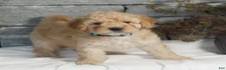 Miniature Poodle dogs for sale: Mandy  - Ad 2