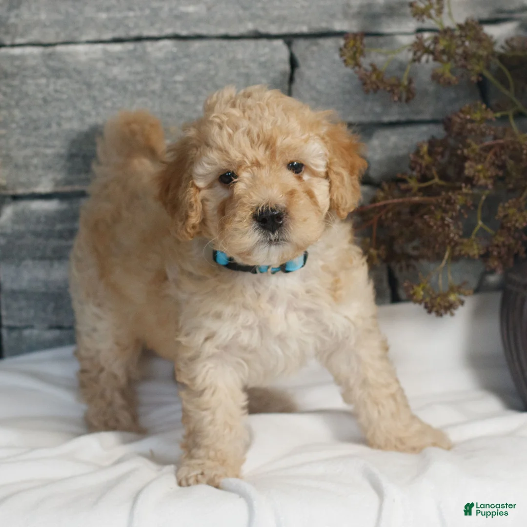 Miniature Poodle dogs for sale: Mandy  - Ad 2