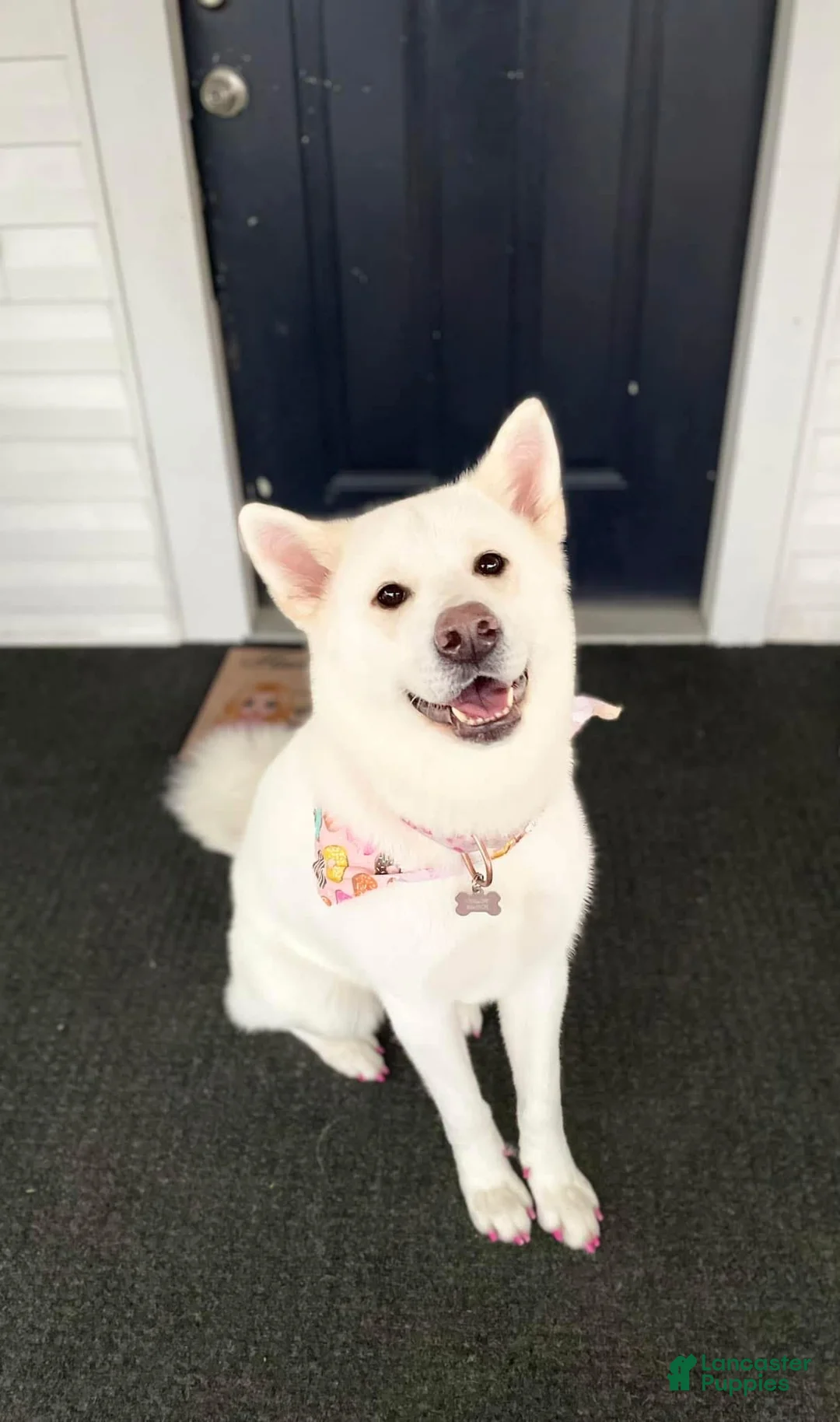 Akita dogs for sale: Victory - Ad 2
