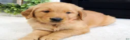 Golden Retriever dogs for sale: Cody - Ad 4