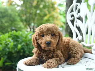Miniature Poodle dogs for sale: Chase - Ad 2