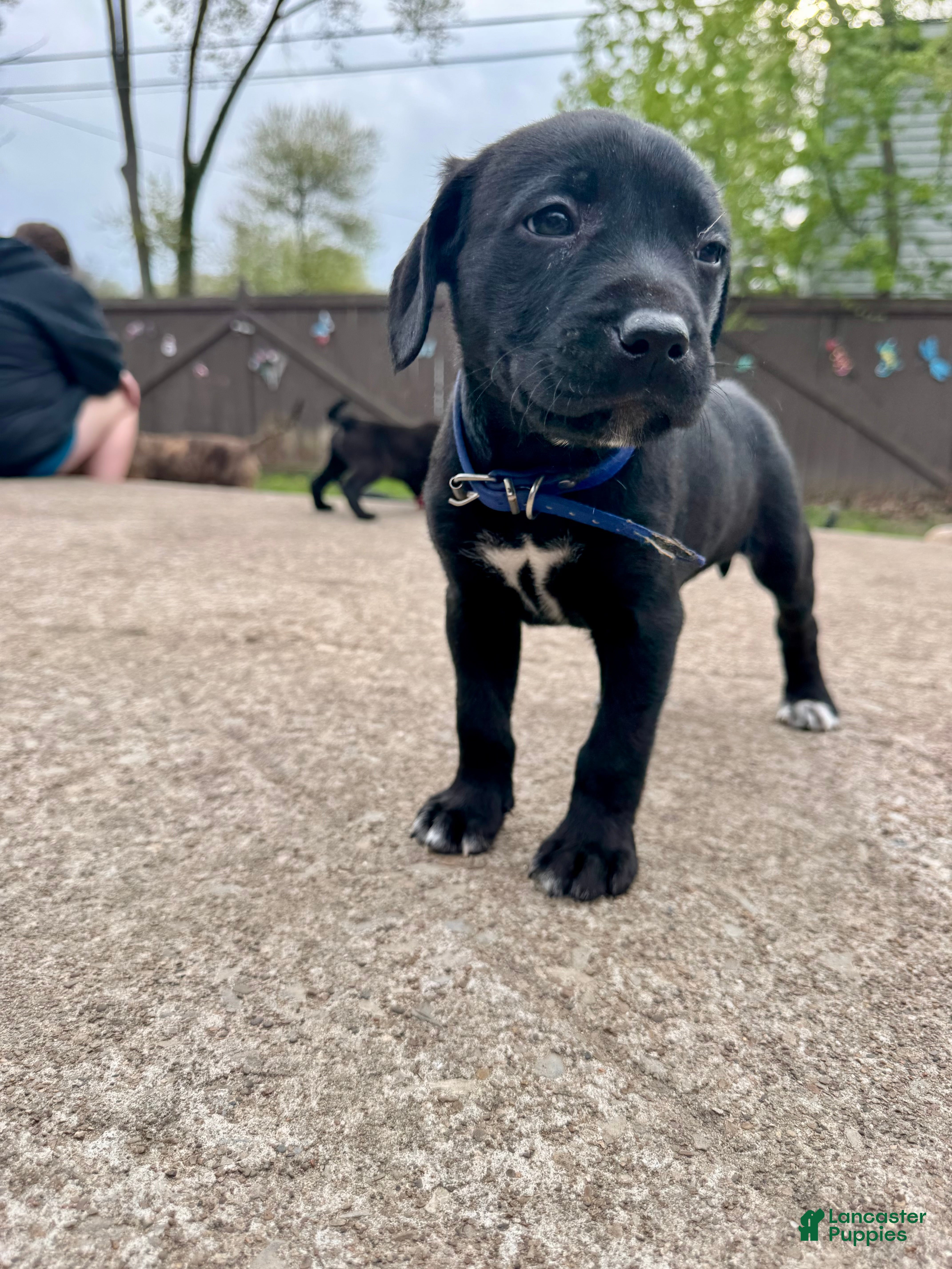 Mixed Breed dogs Blue collar - Ad 1