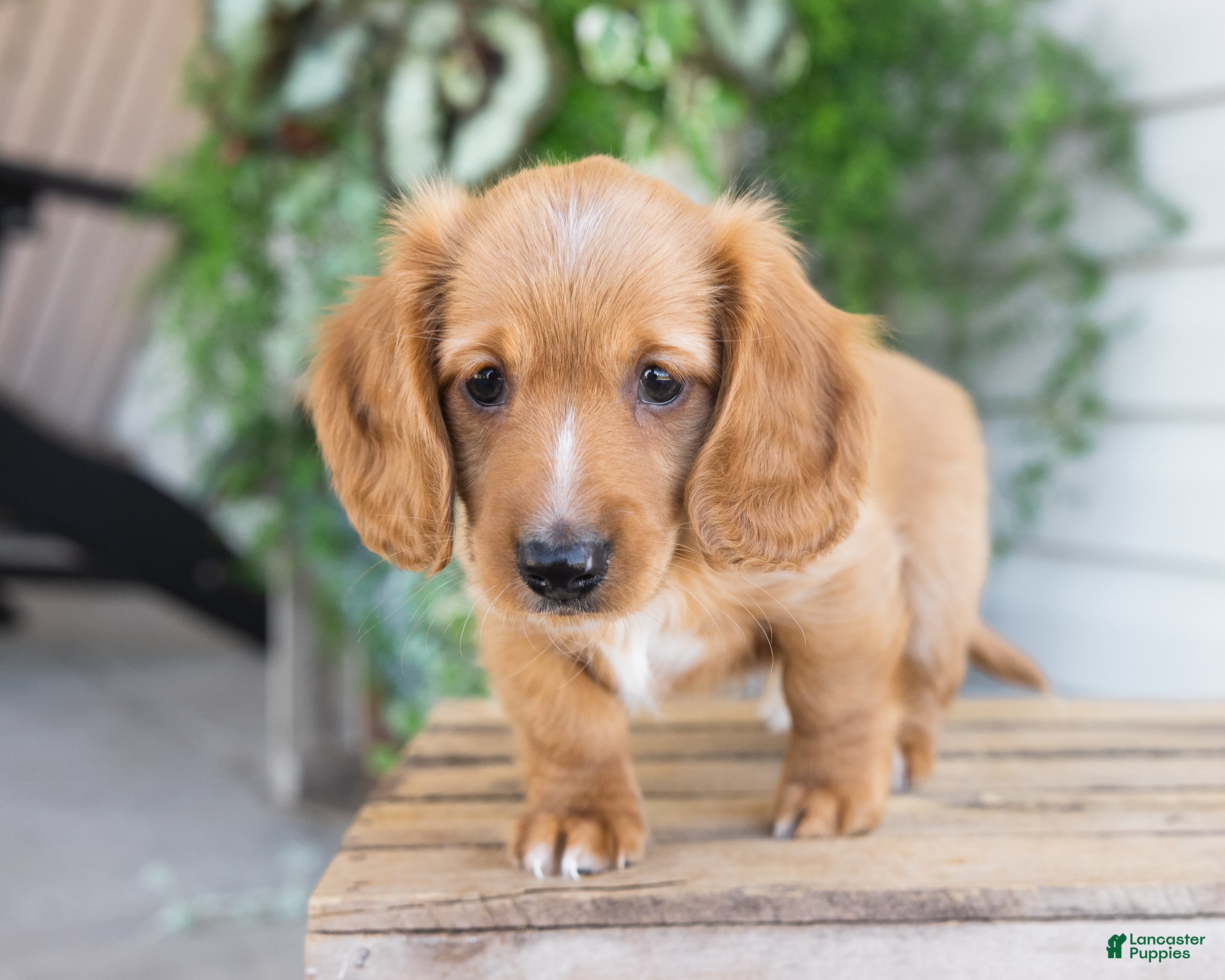 Dachshund dogs Harvey - Ad 2