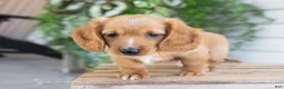 Dachshund dogs for sale: Harvey - Ad 2