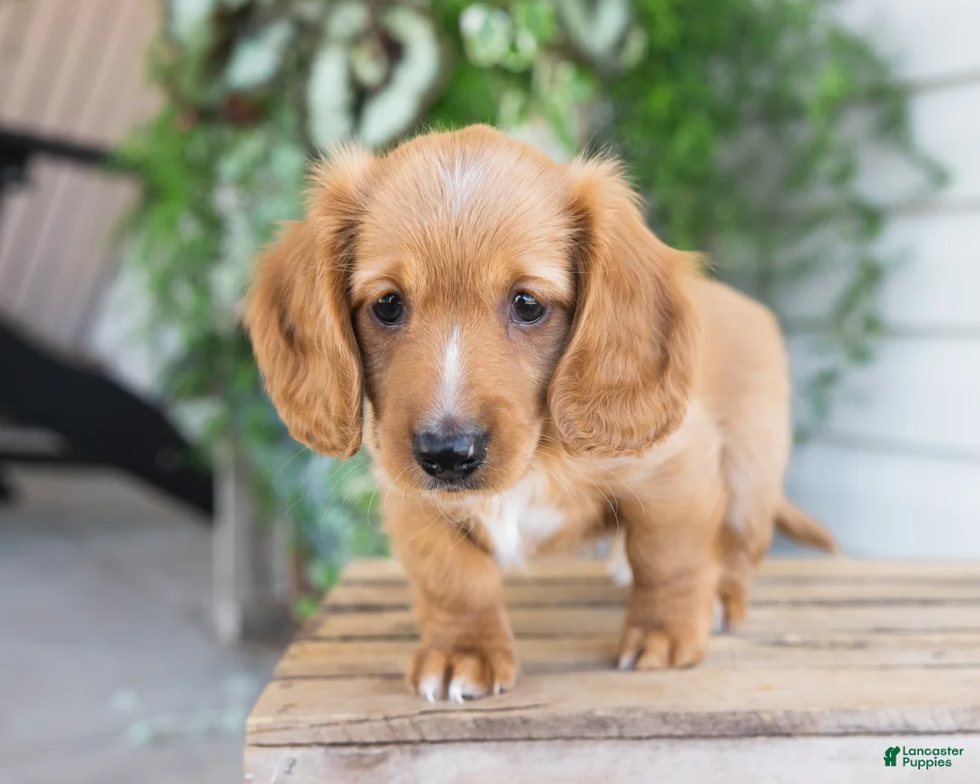 Dachshund dogs for sale: Harvey - Ad 2