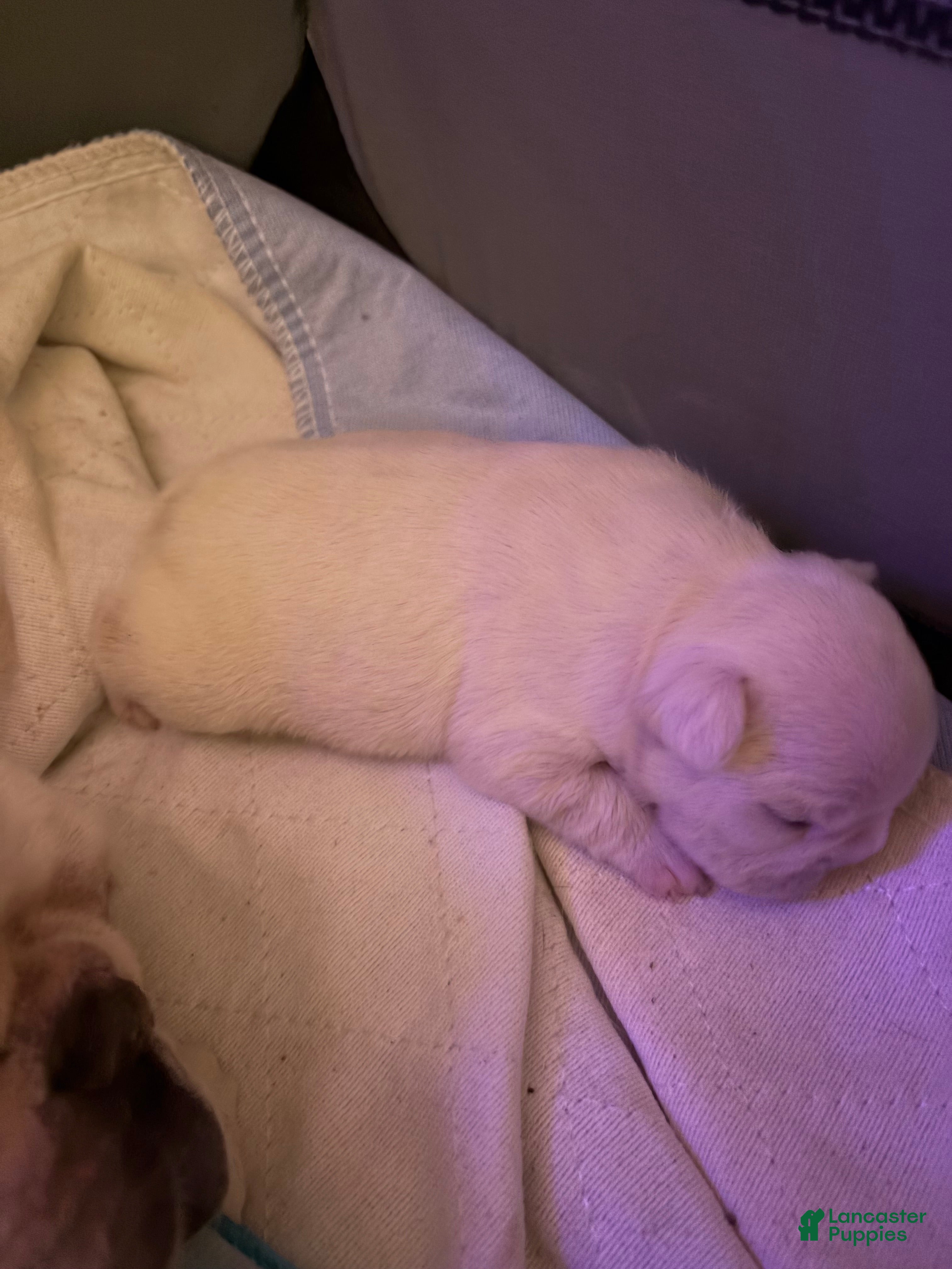 French Bulldog dogs Suzie - Ad 2