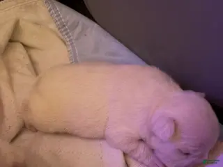 French Bulldog dogs Suzie - Ad 2