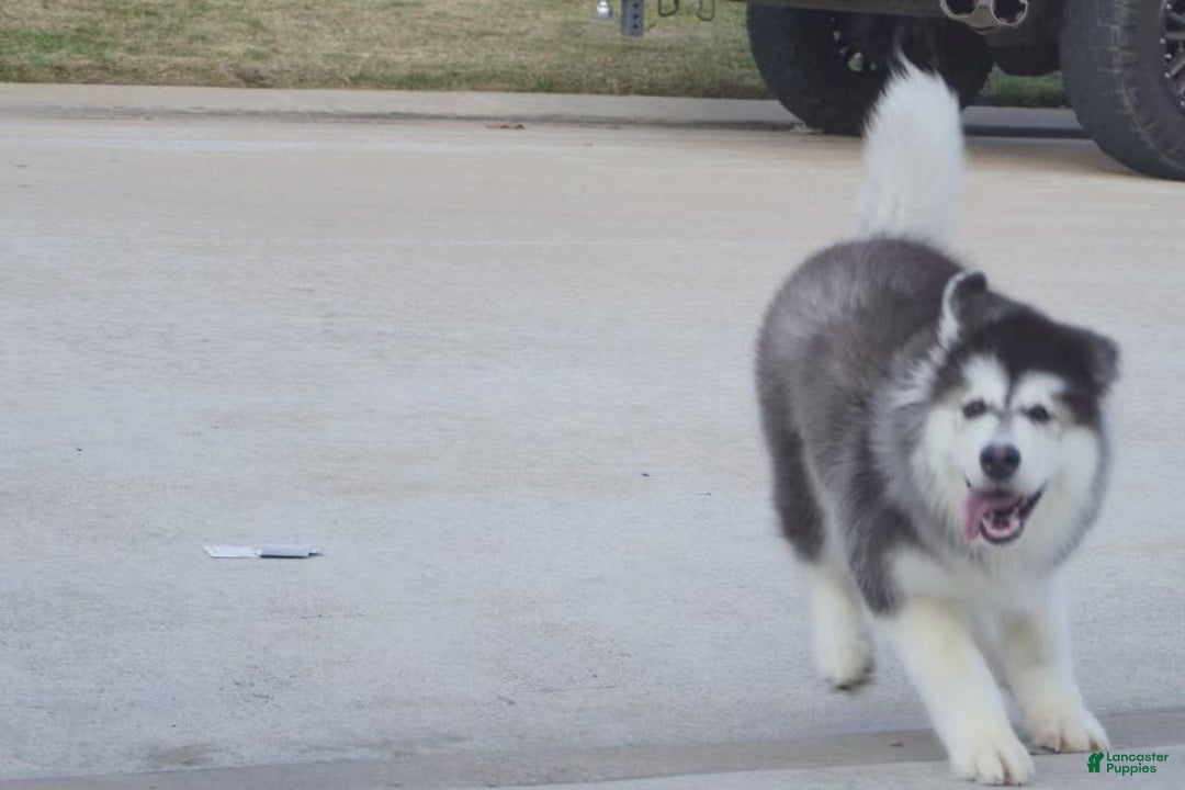 Alaskan Malamute dogs for sale: Xiao Hong - Ad 26