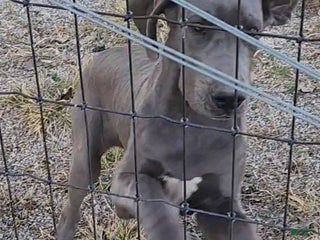 Great Dane dogs - Ad 24