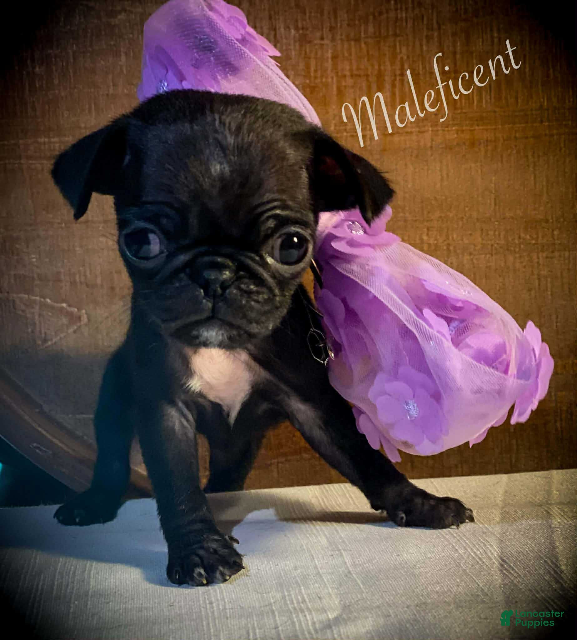 Pug dogs Maleficent - Ad 1