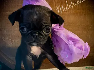 Pug dogs for sale: Maleficent - Ad 4