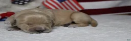 Golden Retriever dogs for sale: Challah - Ad 10