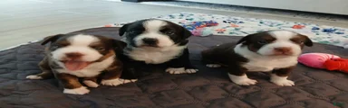 Mixed Breed 1
