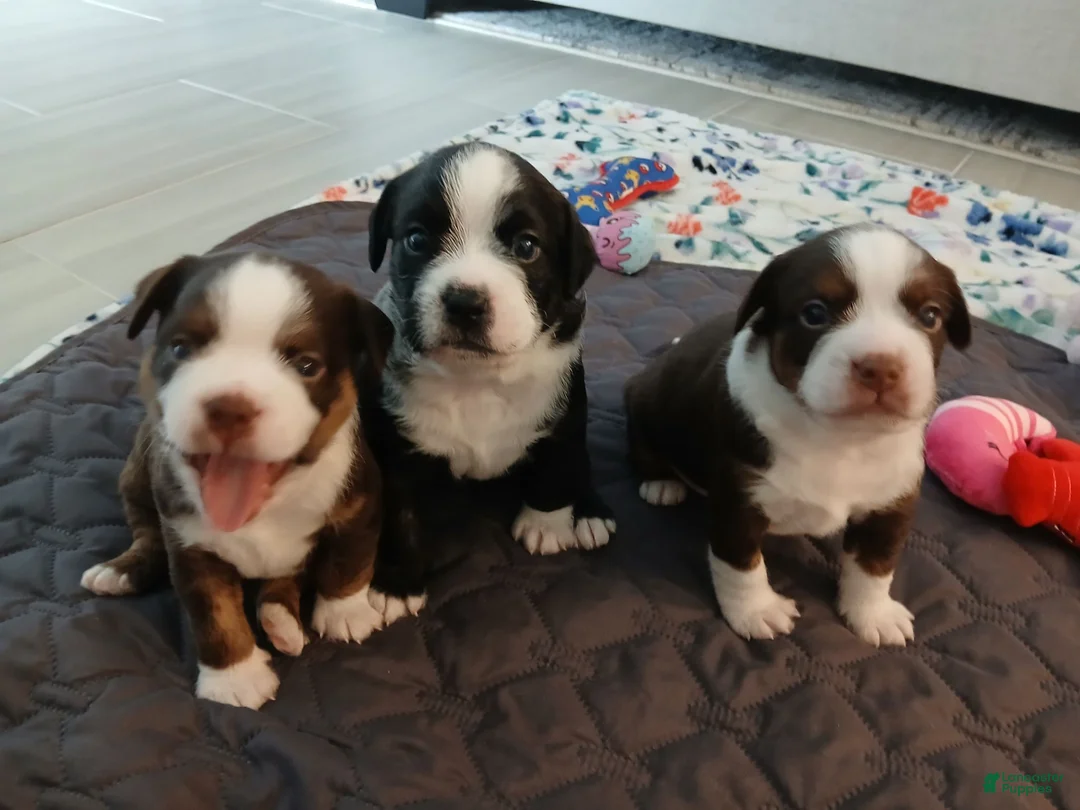 Mixed Breed dogs for sale: Mixed Breed 1 - Ad 1