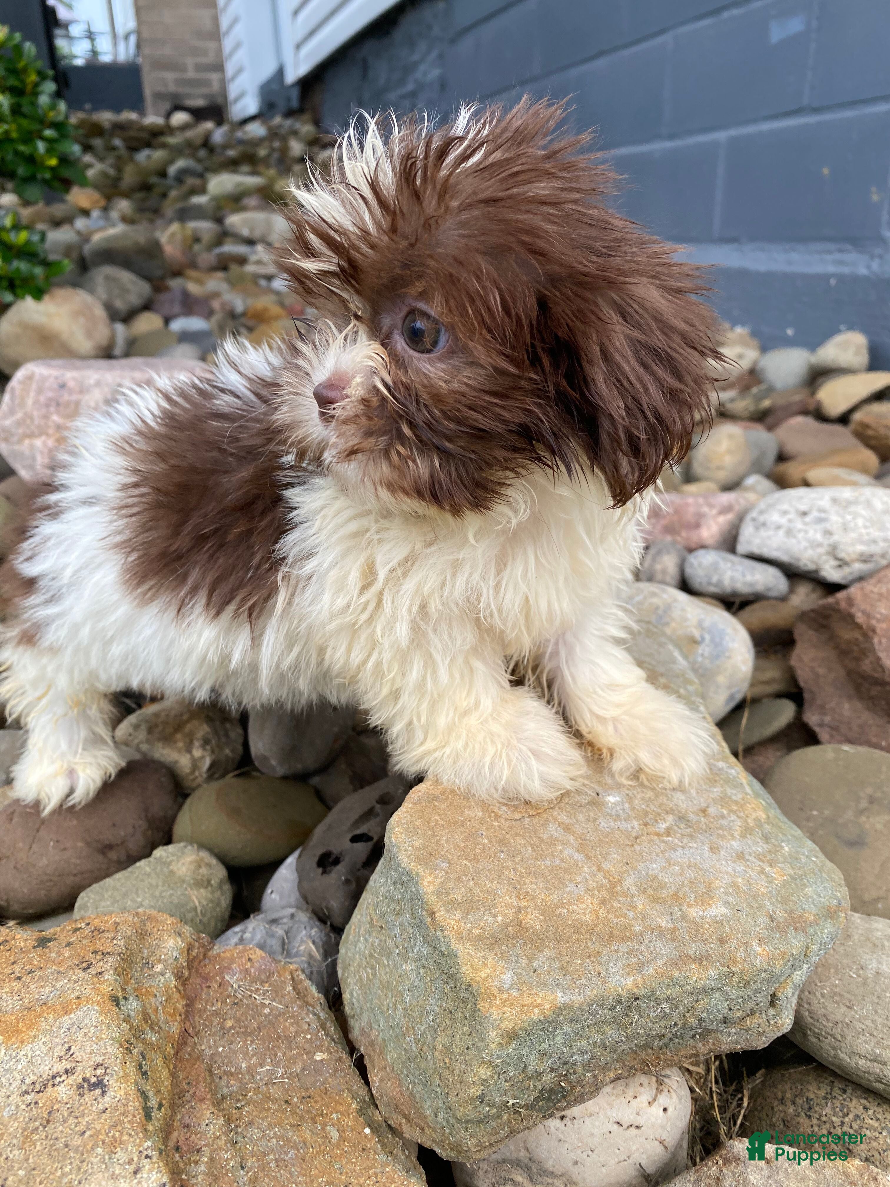 Shih Tzu dogs Betty - Ad 2