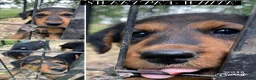 Airedale Terrier dogs for sale: Airedale Terrier 3 - Ad 6