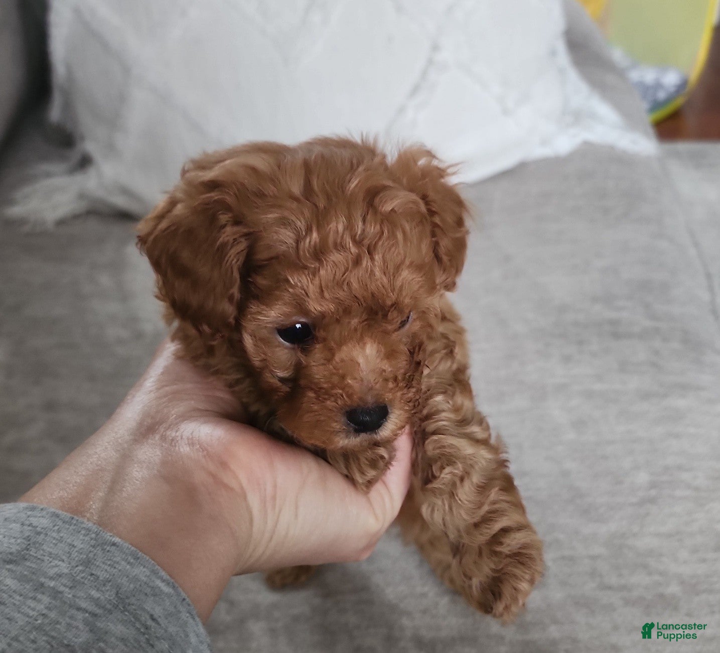 Toy Poodle dogs Toy Poodle Puppy  - Ad 1