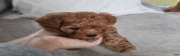 Toy Poodle dogs for sale: Toy Poodle Puppy  - Ad 1