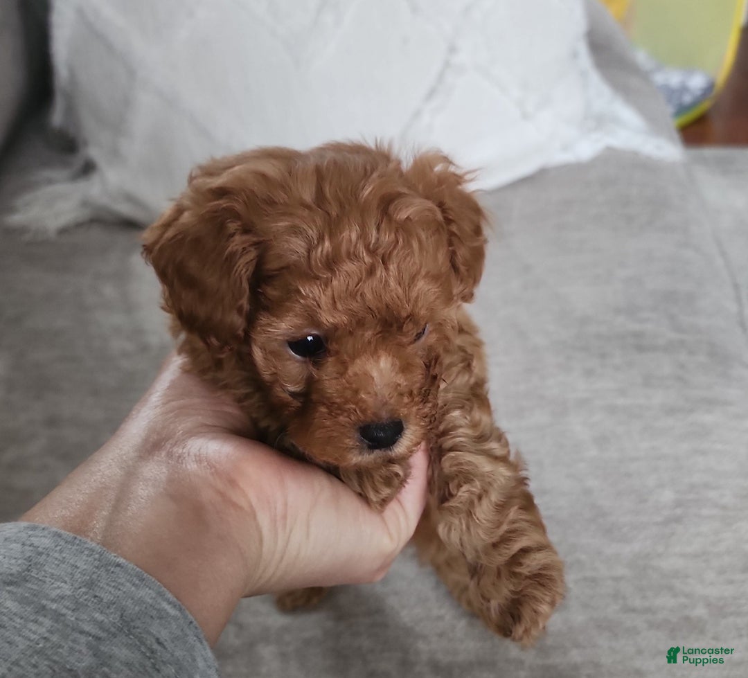 Toy Poodle dogs for sale: Toy Poodle Puppy  - Ad 1