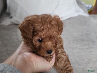 Toy Poodle dogs Toy Poodle Puppy - Ad 30