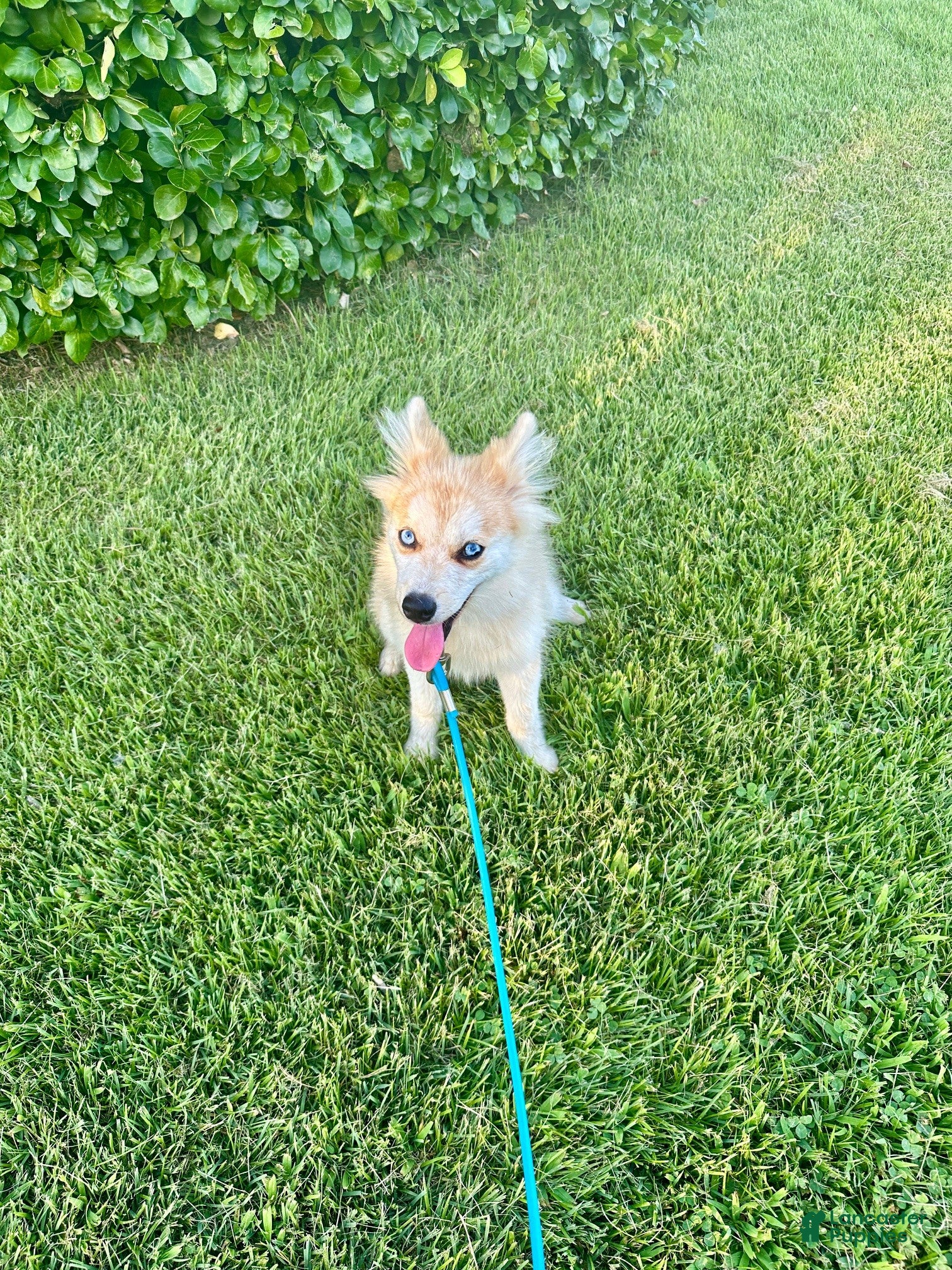 Pomsky dogs Rocky - Ad 31