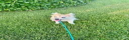 Pomsky dogs for sale: Rocky - Ad 1