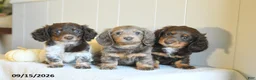 Miniature Dachshund dogs for sale: Casey - Ad 5