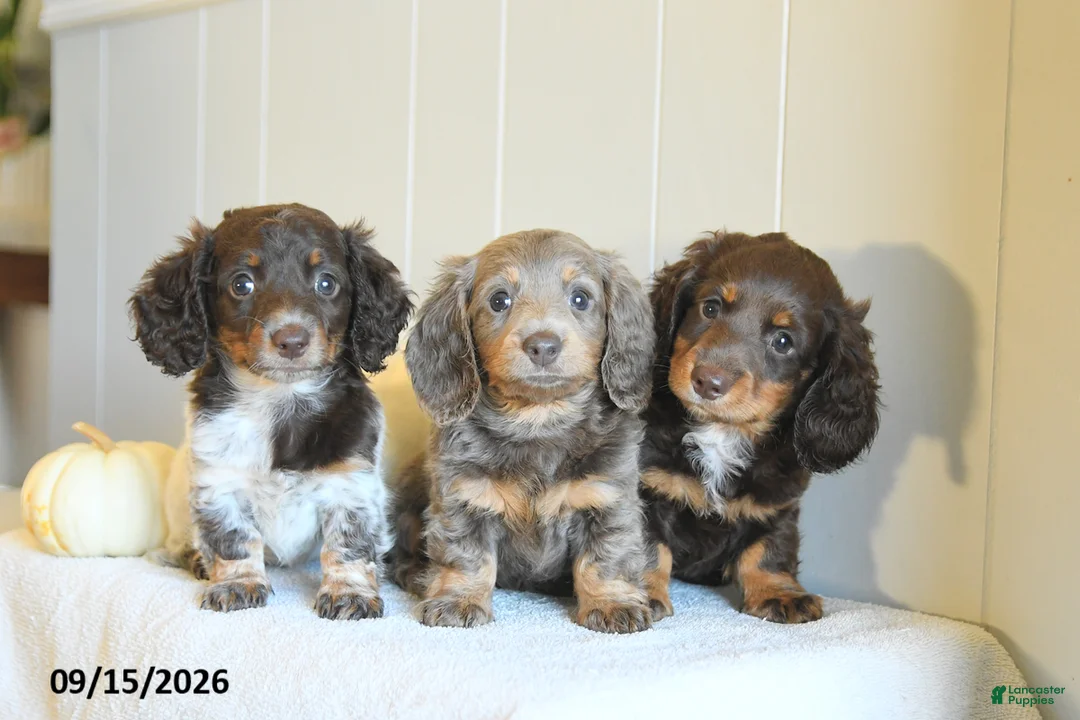 Miniature Dachshund dogs for sale: Casey - Ad 5