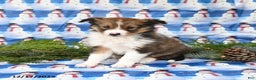 Shetland Sheepdog dogs for sale: Finn - Ad 3