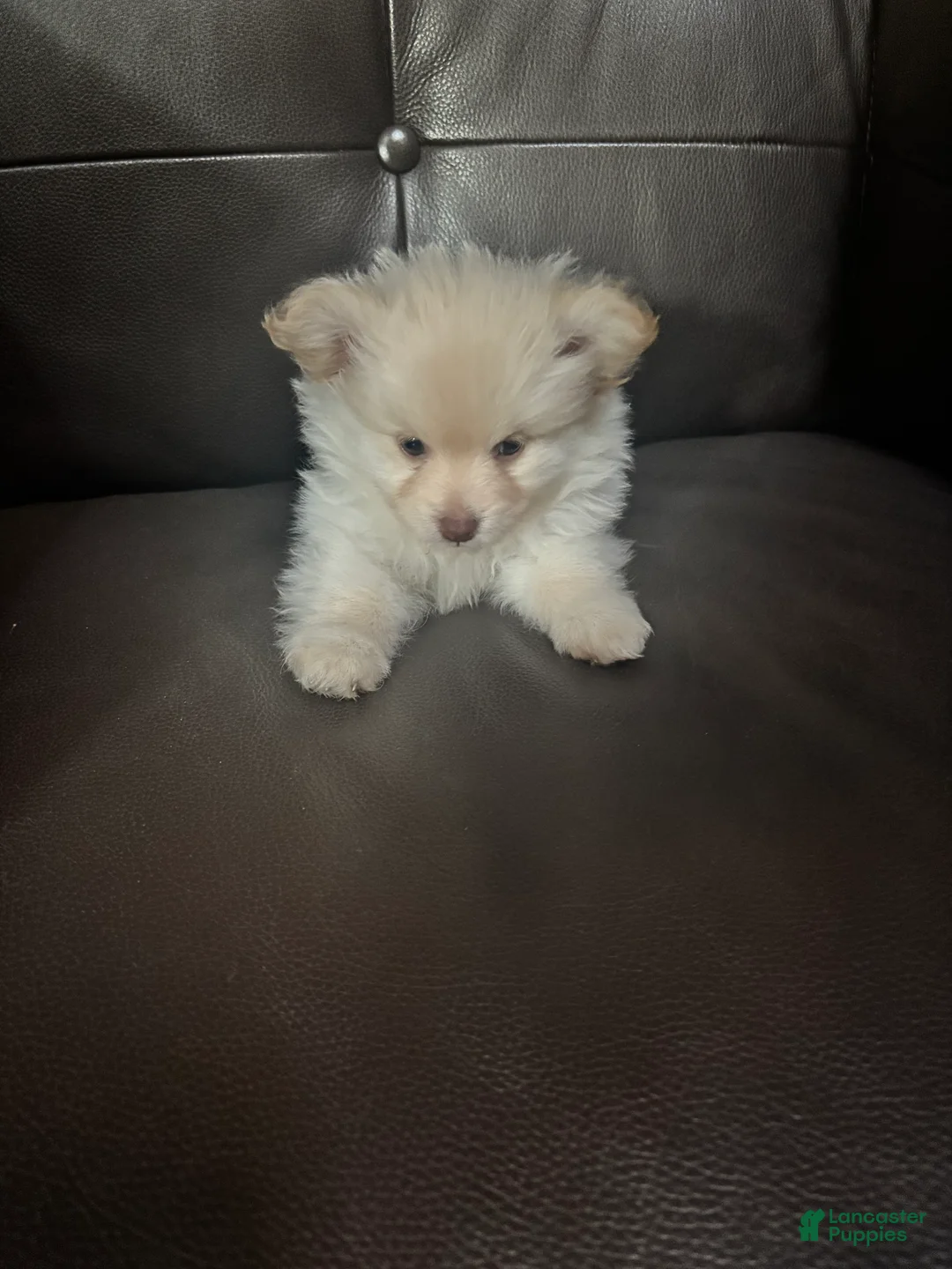Mixed Breed dogs for sale: Mixed Breed Puppy 2 - Ad 1