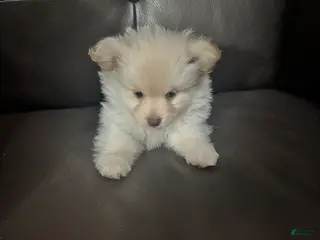 Mixed Breed dogs Mixed Breed Puppy 2 - Ad 3