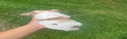 Chihuahua dogs for sale: Rio - Ad 4