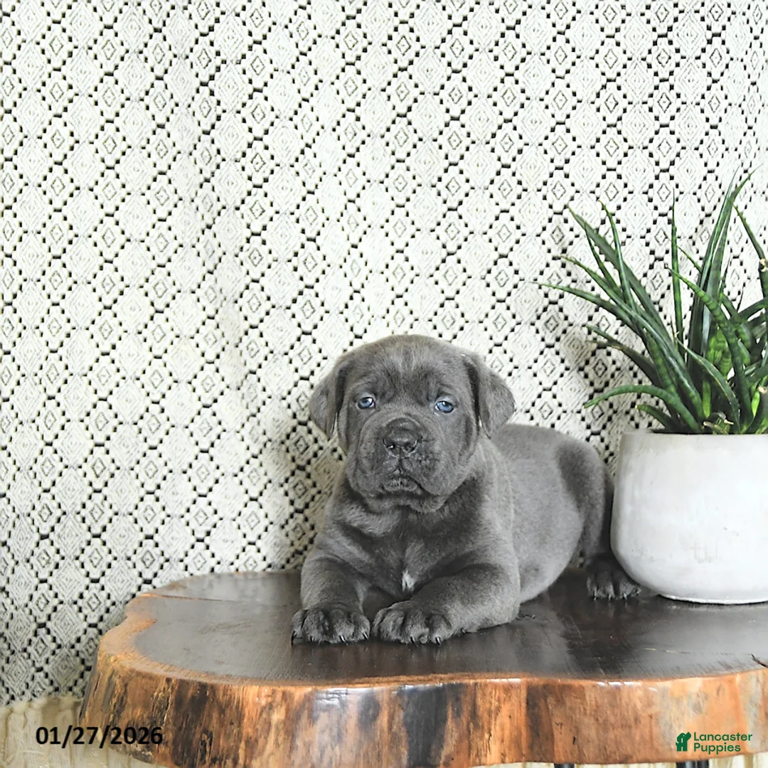 Cane Corso dogs for sale: Max - Ad 2